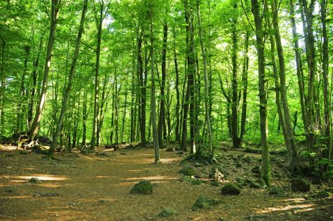 RUTA CIRCULAR PER LA FAGEDA D’EN JORDÀ 