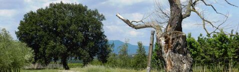 SORTIDA A BORDILS: RUTA DELS ARBRES MONUMENTALS