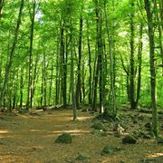 RUTA CIRCULAR PER LA FAGEDA D’EN JORDÀ 